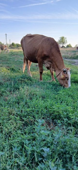 Vacă balțată Românească