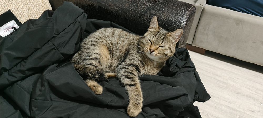 В добрые ответственные руки