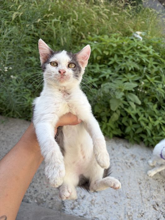 Отдам котят в хорошие руки