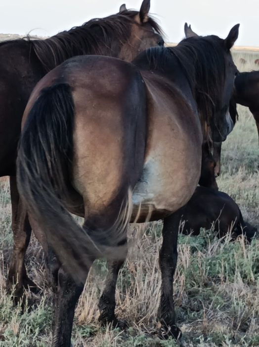 Продам кобылу не дорого