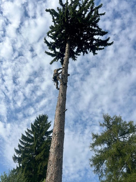 Toaletaje arbori ,livezi si defrisare terenuri impadurite
