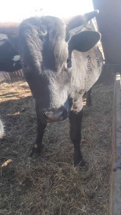 Продам хорошего бычка