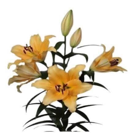 Bulbi de crniii super pret 3 lei