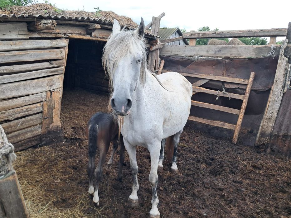 Продам лошадь кобыла