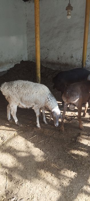 Куйлар. сотилади