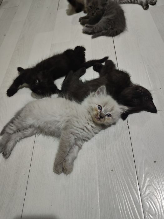 продаются котята