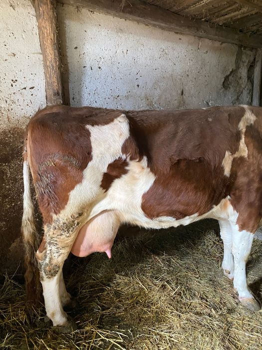 Vaca cu vițel    De vânzare