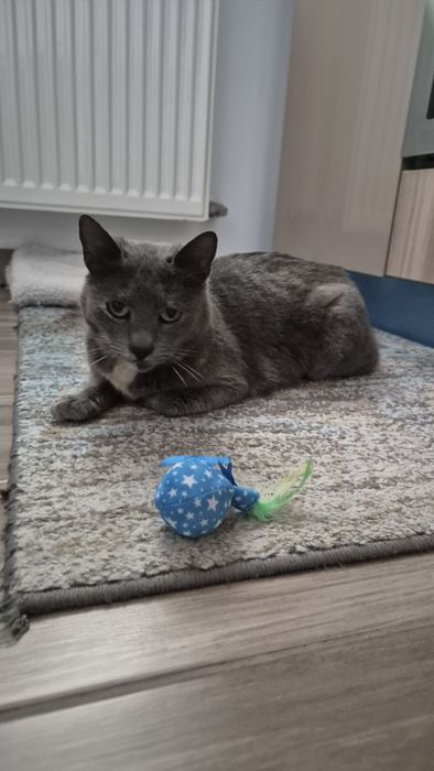 Cleo pisica cea dulce