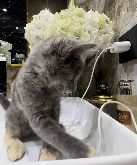 Отдам котенка в добрые ручки