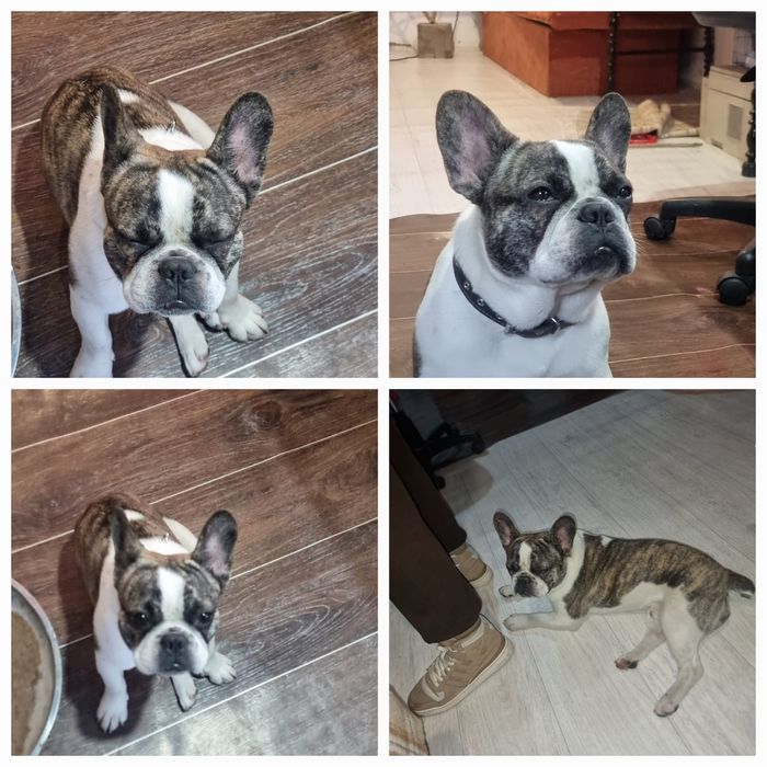 Найден Французский бульдог