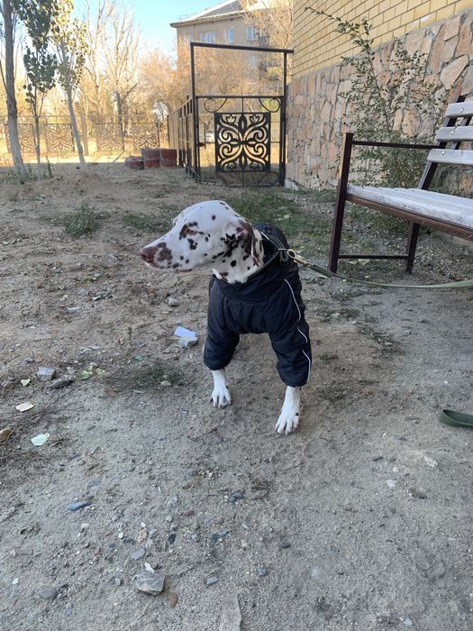 Отдам далматинца в добрые руки