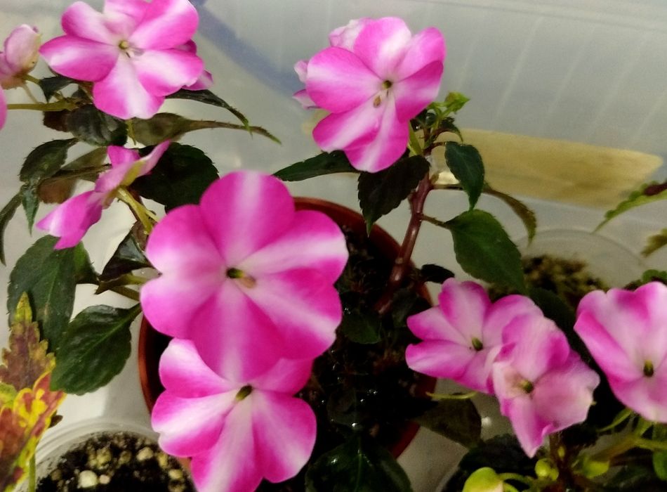 Продам двухцветный  бальзамин