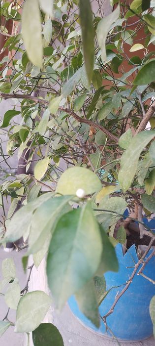 Гуллар сотилади.