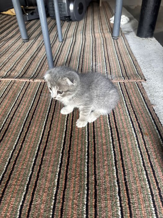 scottish fold -straight
