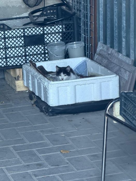 Котенок девочка ищет дом
