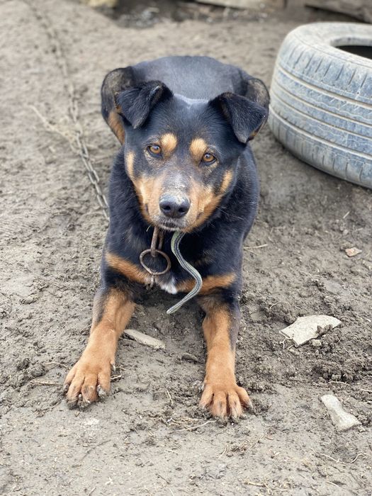 Собака помесь ягдтерьер