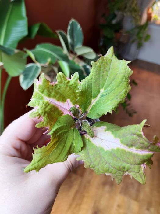 Продам комнатные цветы колеус