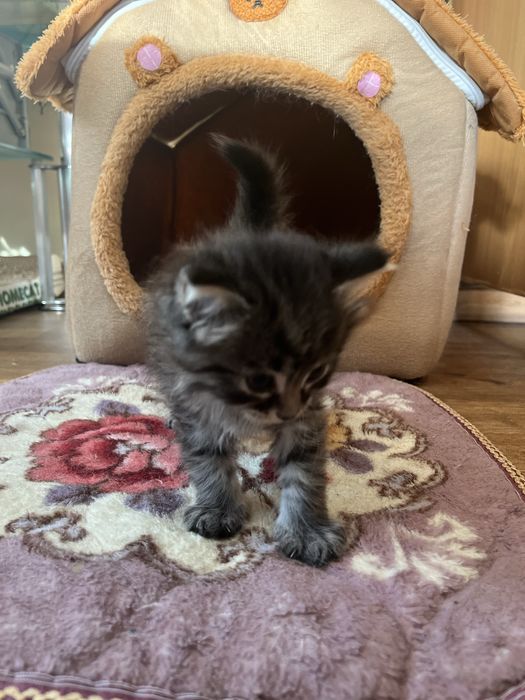 Котенок девочка 1,5 месяца