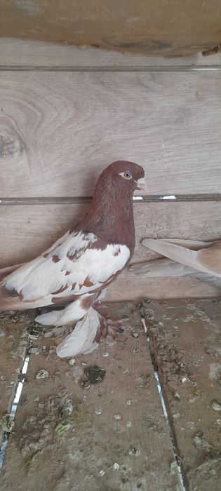 100.000 sõm kami bor