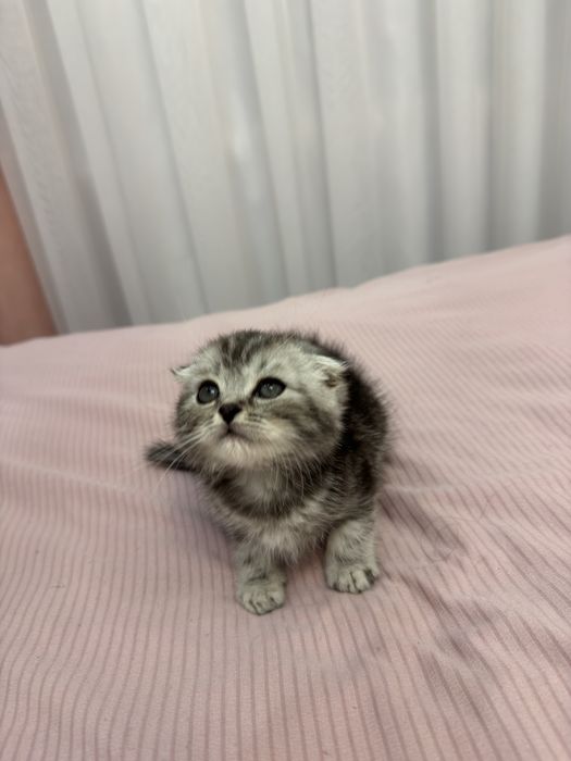 Sog’lom va aktiv Scottish Fold mushukcha sotiladi!