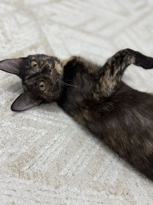 Котенок девочка в добрые руки