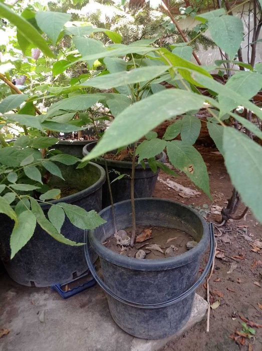 Черный Орех настоящий целитель