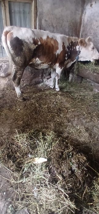 De vanzare  junica la 380 kg