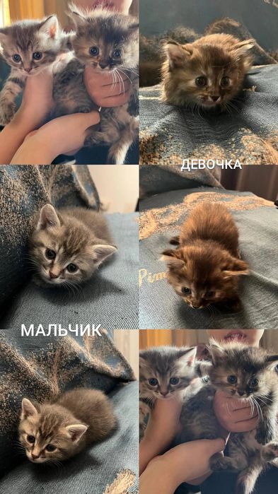 Отдам даром котят,г. Астана Алматинский район