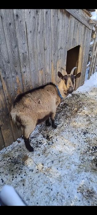 Două căprițe alpine