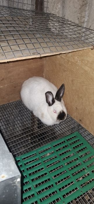 Кролики  породистые