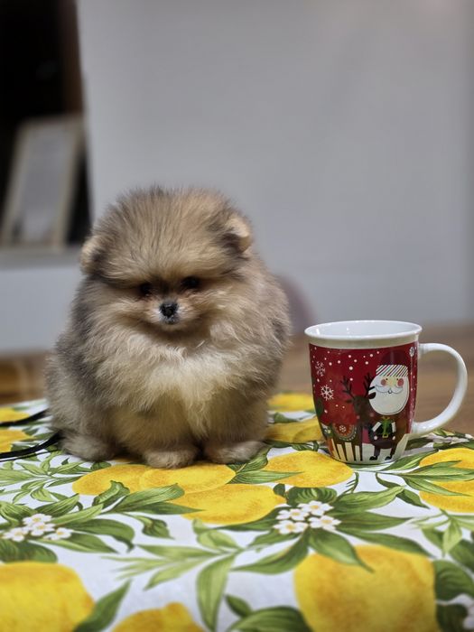 Померанче,мини момченце шоко тан мерле с необходимите ваксини !