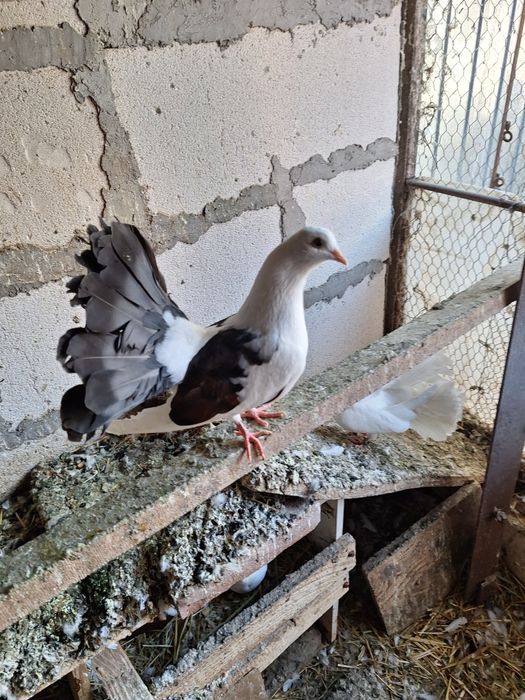 Porumbei kingi si voltati