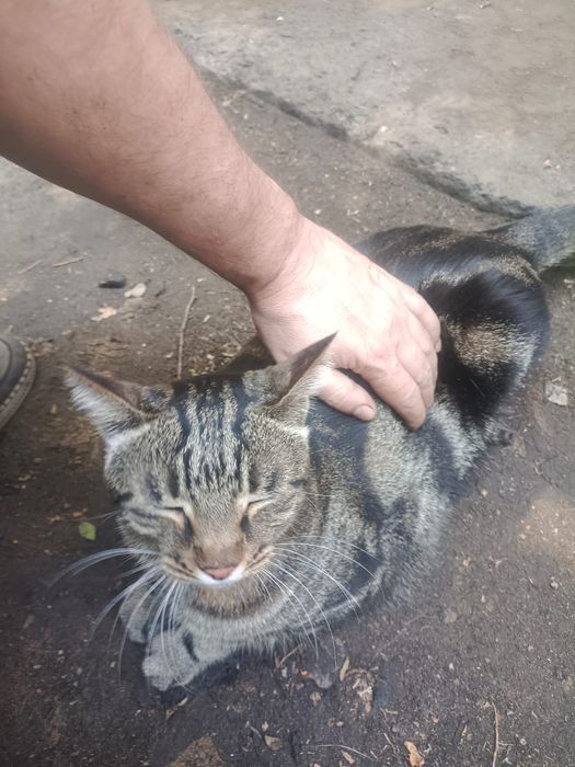 Приблудилась Кошка 13 военный городок