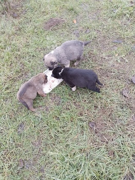 Donez catei talie mica, medie