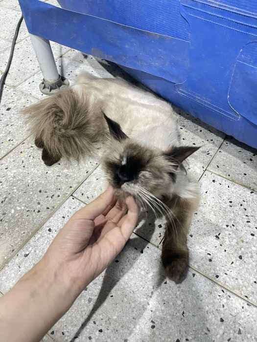 тайский зотли мушук яхши колларга