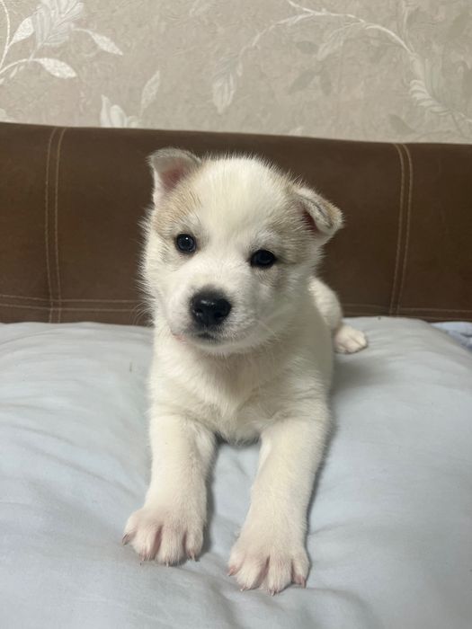 Бебета порода сибирско хъски –  за резервации