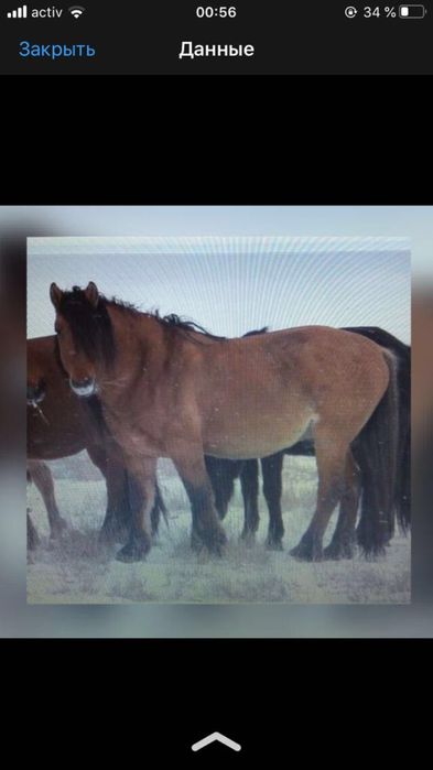 2014 жылғы Айғыр сатылады.