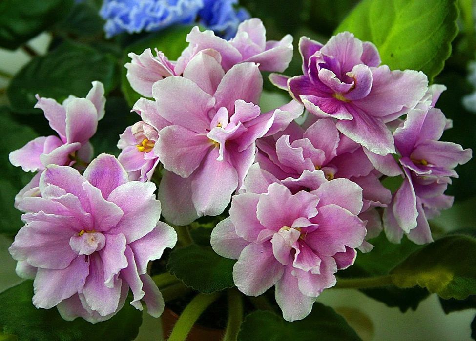 Домашняя фиалка Music box danser