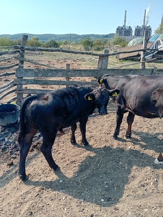 Vând o vaca cu vițel și o vitea