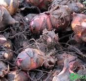 Продаю Канны, цветы, луковица