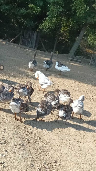 Gâște de vânzare la Ciclova Română!