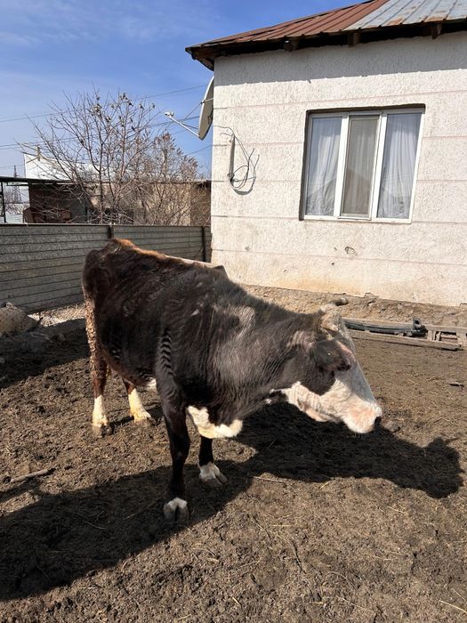 Сүтті сиыр сатылады