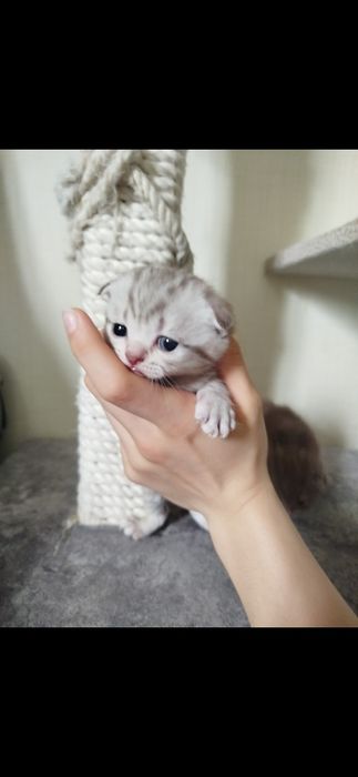 Котята породистые