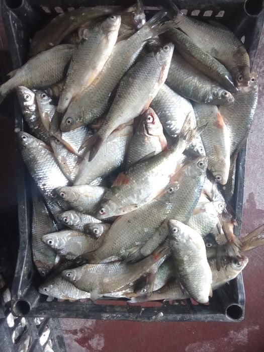 Toʻdakoʻl mayda baliqlar bor