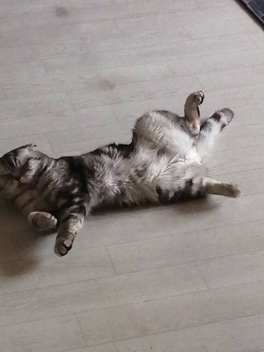 Вязка кота  вислоухий скоттиш фолд