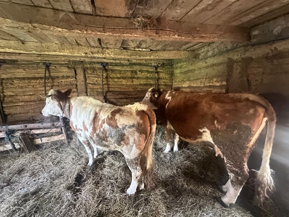 Vand la pachet cele 2 vaci