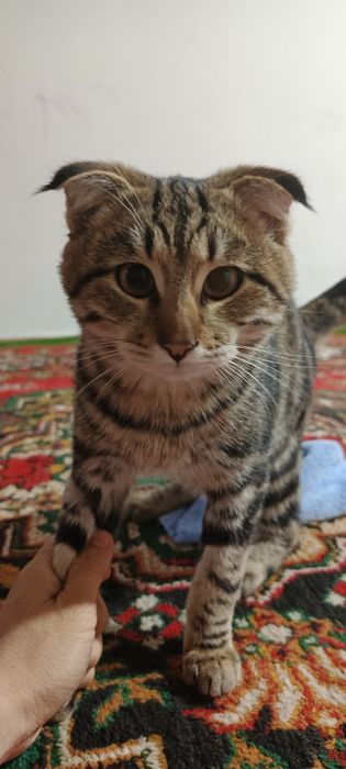 Мушук бенгальские угил бола 5ойлик