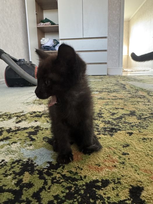 Отдаю котенка мальчик