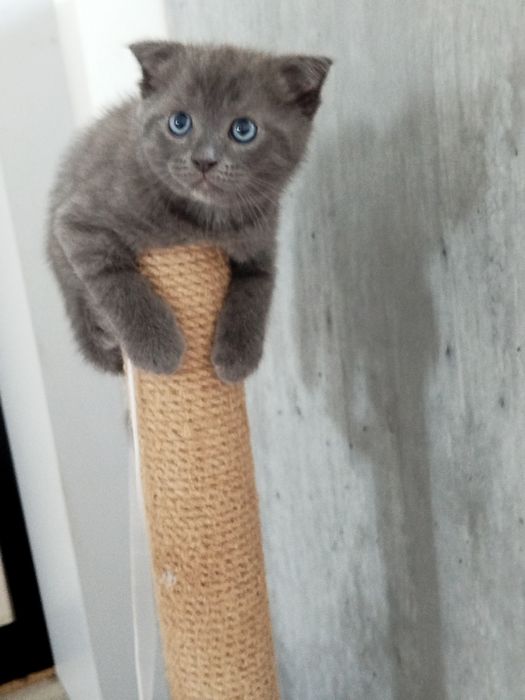 Шотландские котята 25000