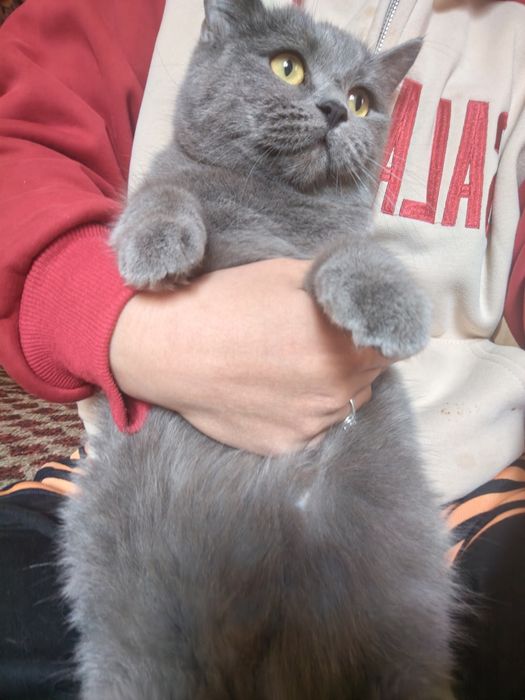 Britanskaya karotkasherstnaya